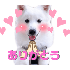[LINEスタンプ] 日本スピッツ★自来也