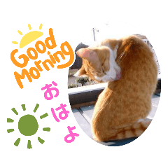 [LINEスタンプ] animal日常会話