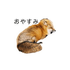 [LINEスタンプ] きつねさんの日常すたんぷ