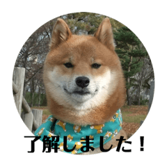 [LINEスタンプ] 柴犬のほのぼの元気くん①
