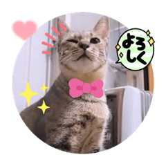 [LINEスタンプ] ガッシーねこーずシリーズこしょう