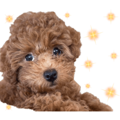 [LINEスタンプ] クララちゃんのスタンプ集