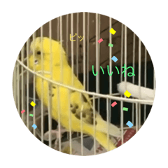 [LINEスタンプ] セキセイインコのスタンプ その20