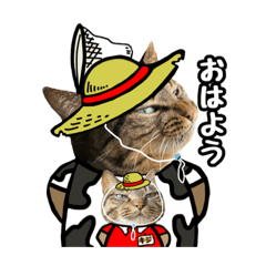 [LINEスタンプ] 猫(キジとトラ)日常で使えるスタンプ②