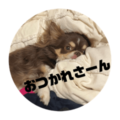 [LINEスタンプ] 犬三昧Ver21