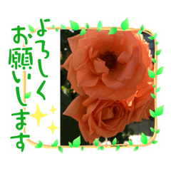 [LINEスタンプ] バラに癒される