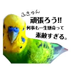 [LINEスタンプ] ちょっと変わってるセキセイインコ言葉編