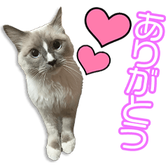 [LINEスタンプ] MILAさんの猫ちゃん