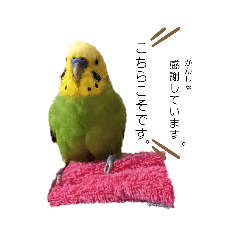 [LINEスタンプ] ピピ君の敬語