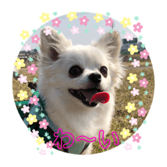 [LINEスタンプ] チワワのこたスタンプ2