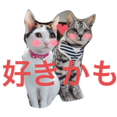 [LINEスタンプ] もちまりむぎスタンプ6（保護猫出身）