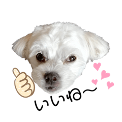 [LINEスタンプ] ミックス犬のミロク