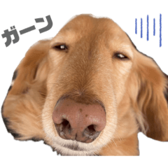 [LINEスタンプ] こたくんすたんぷ1