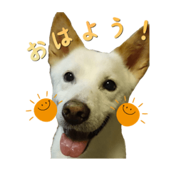 [LINEスタンプ] Y's あにまるず