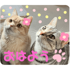 [LINEスタンプ] アメショ♡スコ♡マルプー