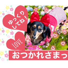 [LINEスタンプ] ダックスLoveちゃん6