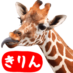 [LINEスタンプ] 飛び出すミーム✨キリンと動物園の仲間たち