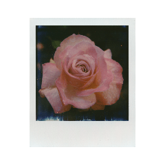 [LINEスタンプ] Polaroid of Rose Garden 01
